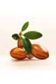 Doğal Sentez Argan Yağlı Elixir Yağ Terapisi 100 ml X 3 Adet